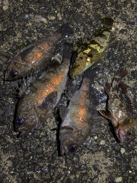 やっと春を告げてくれた